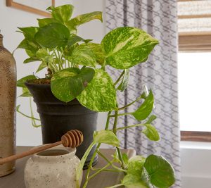 Shade the plants in your sunroom